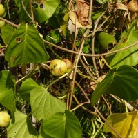 Ipomoea violacea L.